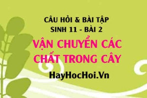 Câu hỏi và Bài tập Sinh 11 trang 14: Giải bài 1, 2, 3, 4 trang 14 SGK Sinh học 11 bài học 2